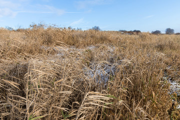 Fototapeta premium Grass On Dike At Hohenbudberg Krefeld