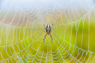 Spider in web