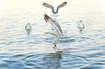 Common gull, Larus canus, four bird on lake. View face, profile,