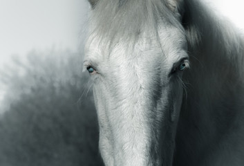 Albine Horse