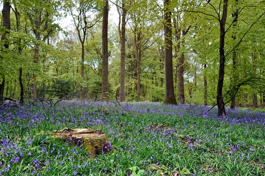 Bluebells in the Forest of Dean in Gloucestershire, England.