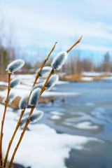 Twigs of willow with catkins on the lake in early spring © Leonid Ikan