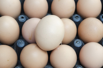 organic eggs