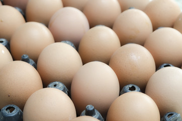 chicken eggs