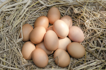 chicken eggs