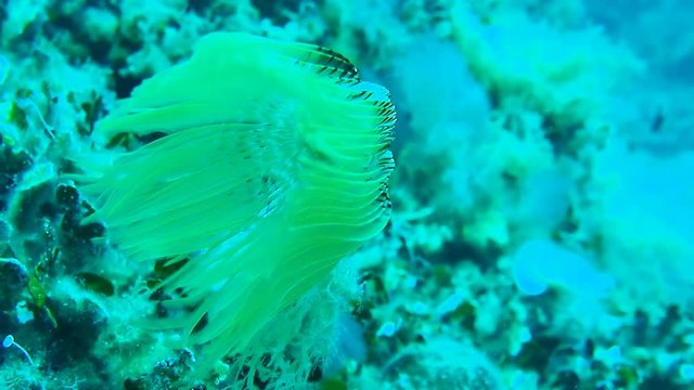 Underwater footage of a Yellow Fanworm