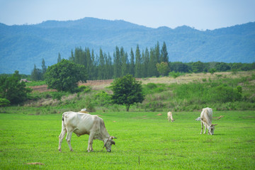 Fototapeta premium cattle in farm view
