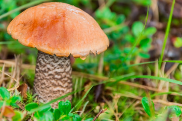 Mushroom