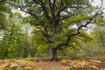 Fototapeta premium Baumveteran