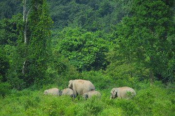 Naklejka na ściany i meble wild Asian elephants in the deep tropical forest, Thailand