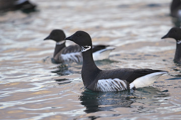コクガン(Brent goose)
