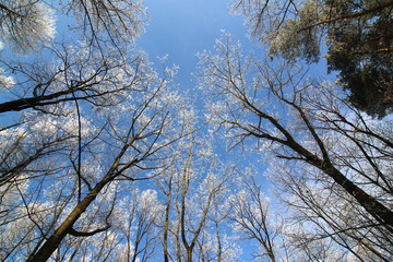 Frosty tree branches