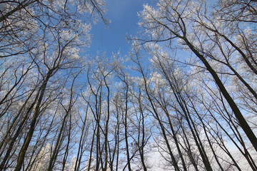 Frosty tree branches