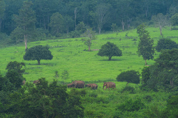 Fototapeta premium Asian wild elephants in the tropical forest of Kuiburi National Park, Thailand