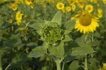 Sun flower field in warm morning light
