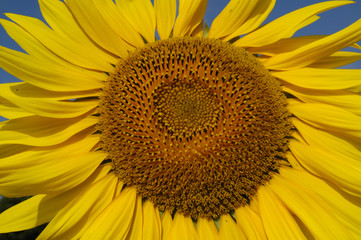Obraz premium Sun flower in warm morning light