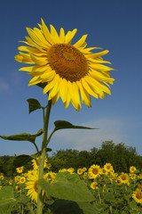 Sun flower field in warm morning light
