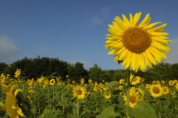 Sun flower field in warm morning light