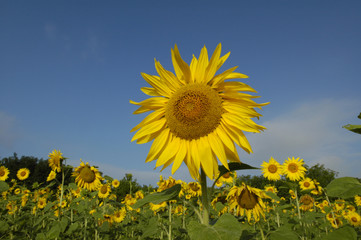 Sun flower field in warm morning light, Ukraine, Western Ukraine
