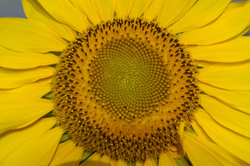 Sun flower in warm morning light