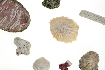 Wormgearbox, shells, coral