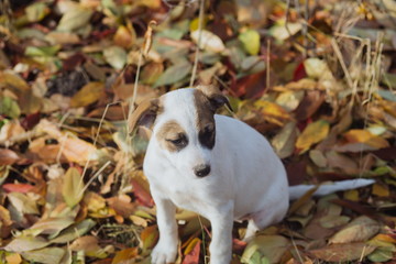 Young puppy plays outdoors on a sunny autumn day. Cute little puppy sitting on fall leaves at countryside.