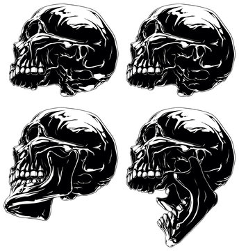 Naklejka Detailed graphic black and white skull in profile projection set