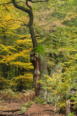 Baumveteranen im Urwald Sababurg
