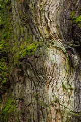 Baumveteranen im Urwald Sababurg
