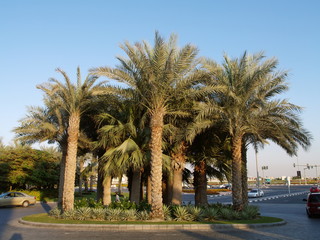 Fototapeta premium Dubai, palm trees on a traffic island, United Arab Emirates