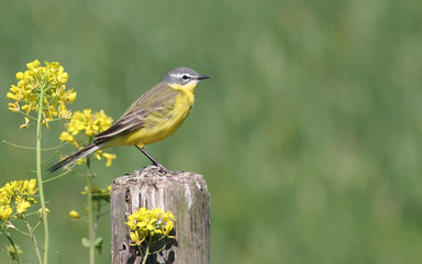 Yellow Wagtial with yellow flowers