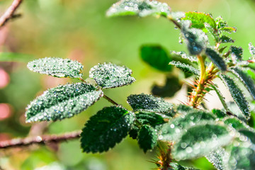 Plants in water drops