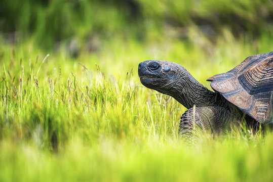 A Galapagos Tortoise walking through grass, side view of the head and part of the shell. 