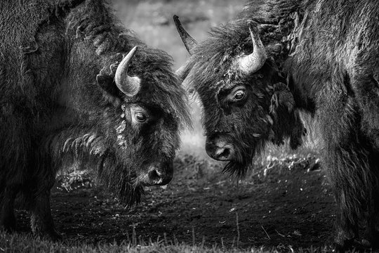 Two American bison, Bison bison, head to head, facing each other