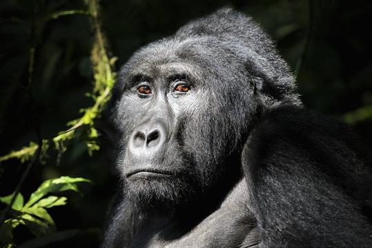 Wild mountain gorilla, Gorilla beringei beringei