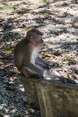 Makake sitzt auf einer Bank