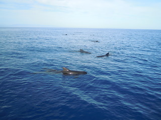 Fototapeta premium Pilot whales in Mediterranean sea