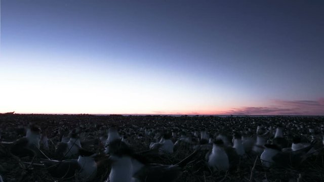 Timelapse showing Colony of sea birds 