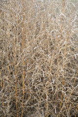 dry grasses