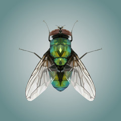 Low Poly Fly