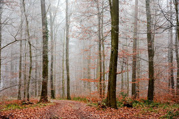 Im nebeligen Herbstwald