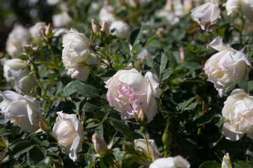 Obraz na płótnie Canvas white rose flowers