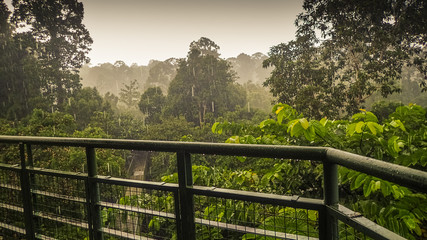 Fototapeta premium Rainy day in rainforest, wiew from the Canopy Walk Tower In Sepilok, Borneo