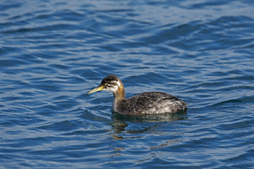 アカエリカイツブリ幼鳥(Red-necked grebe)