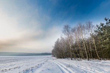 Obraz premium Winter landscape with birch forest