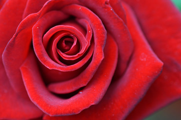 Macro shot of a red rose