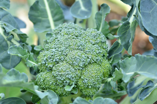 Raw broccoli in the farm