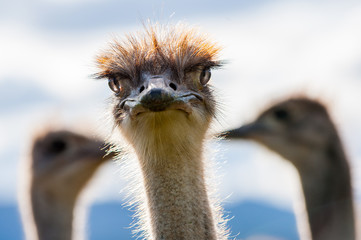 Ostrich looking at you