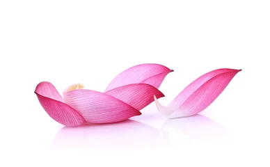 Photo sur Plexiglas fleur de lotus Closeup on lotus petal on white background