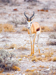 Male impala antelope, Aepyceros melampus, in grasslands of Etosha National Park, Namibia, Africa